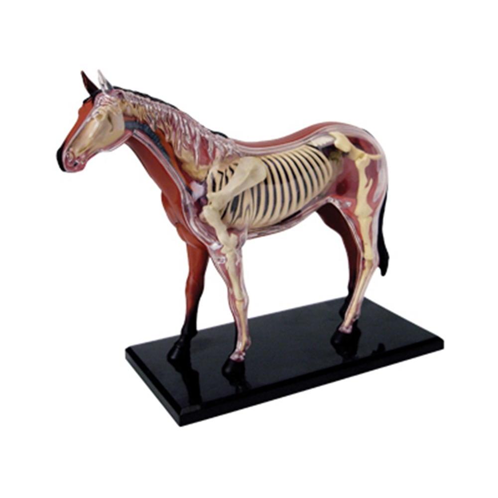 Science Toy - สัตว์ออร์แกน Anatomy 4D Horse Intelligence ประกอบของเล่นการสอน