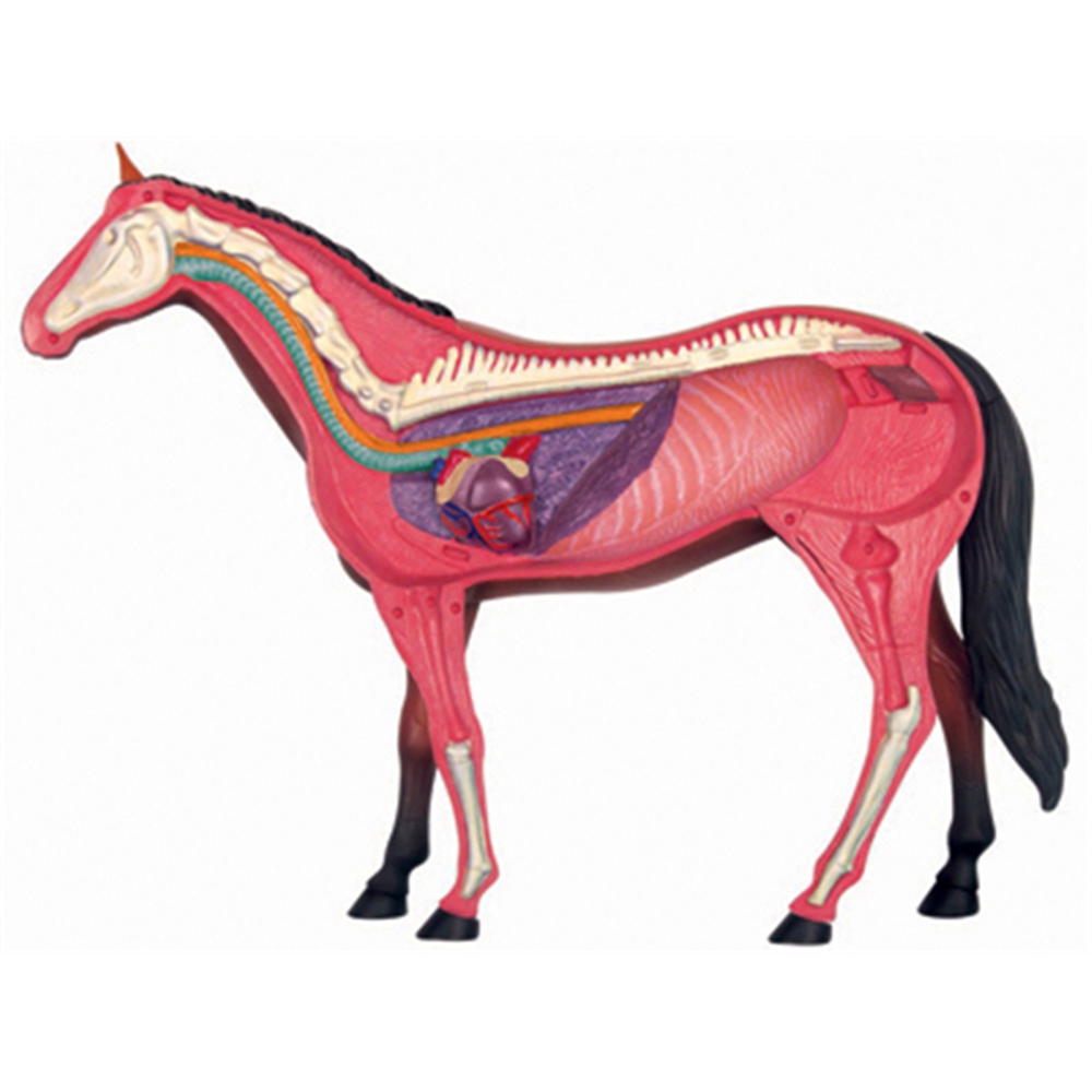 สัตว์ออร์แกน Anatomy 4D Horse  - Science Toy บทวิจารณ์และราคา