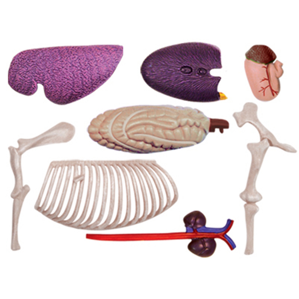 สัตว์ออร์แกน Anatomy 4D Horse  - Science Toy บทวิจารณ์และราคา