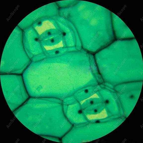 กล้องจุลทรรศน์แบบประกอบเดี่ยวส - Microscope Compound 40X บทวิจารณ์และราคา